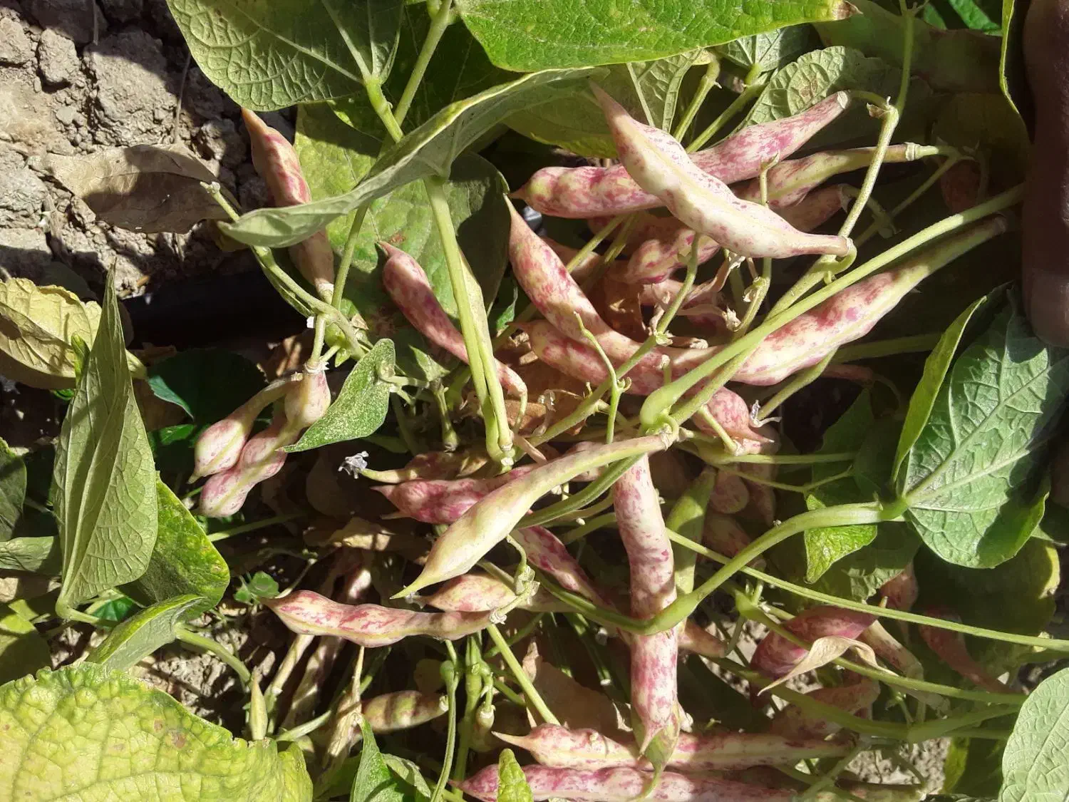 لوبیا چیتیلوبیا|خوردنی و آشامیدنی|صالح آباد, |دیوار