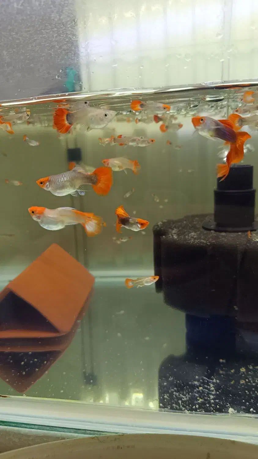 گوپی کوی|ماهی|فردیس, فردیس|دیوار