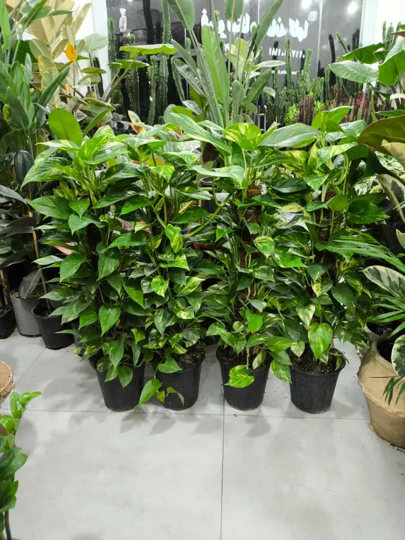 پتوس خز دار برگ پهن|گل و گیاه طبیعی|بندرعباس, |دیوار