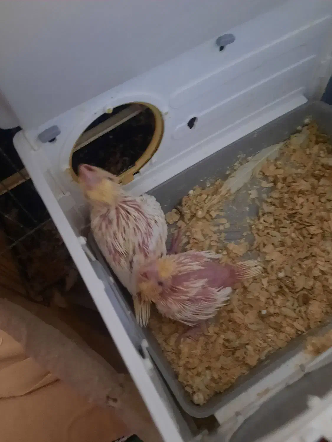 فروش جوجه لوتینو ۱۸روزه|پرنده|بندر ماهشهر, |دیوار