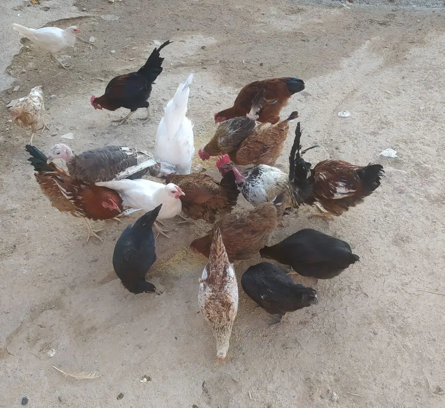 چند عدد مرغ و خروس|حیوانات مزرعه|زاگرس, |دیوار