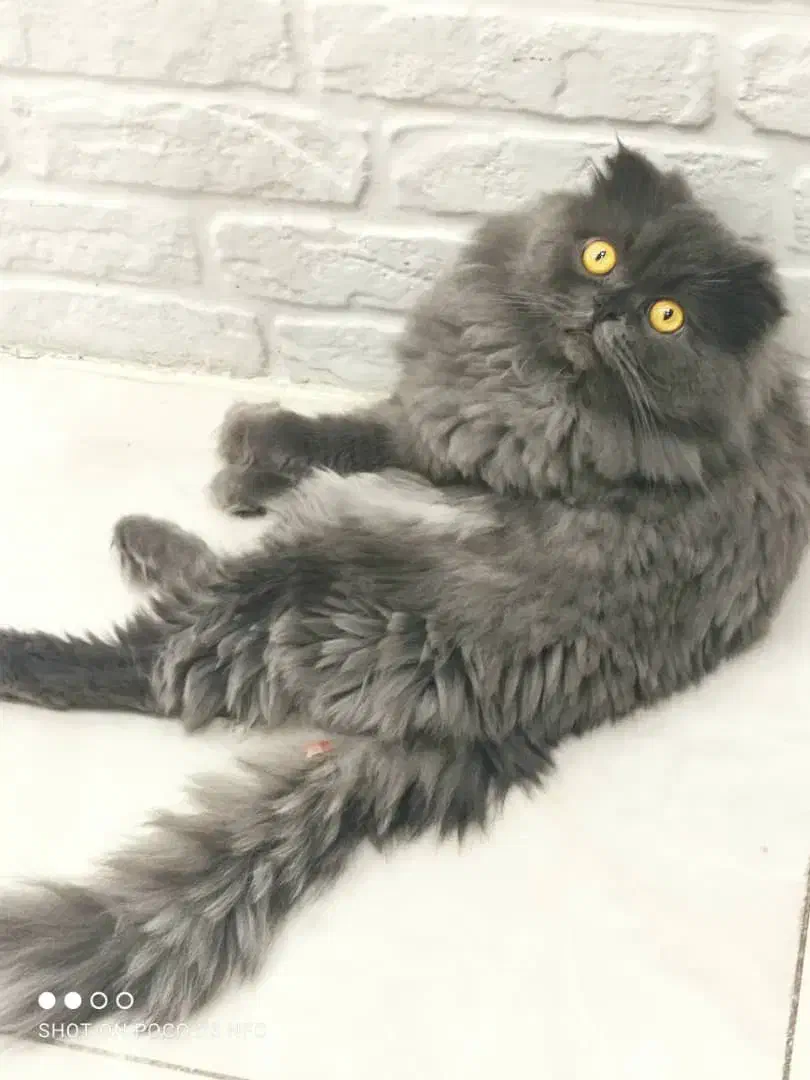 گربه اسکاتیش فولد لانگهِر Scottish Fold Longhair|گربه|پاوه, |دیوار