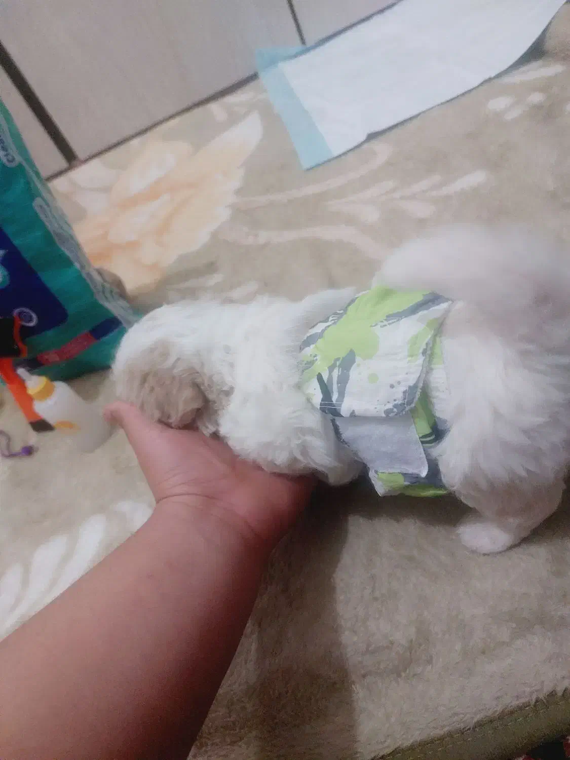 سگ شیتزواصل|سگ|کرمانشاه, |دیوار