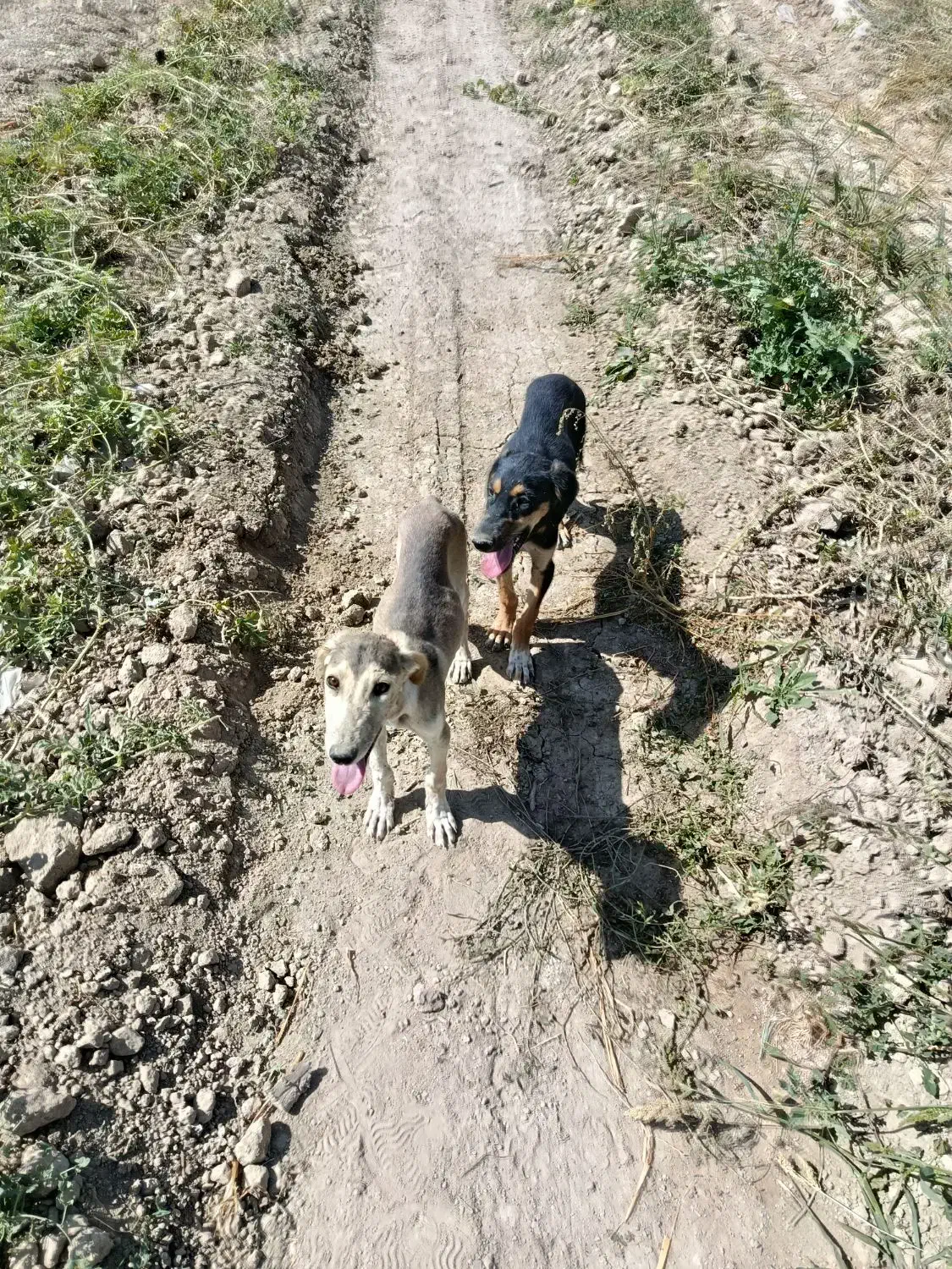 تازی|سگ|میلاجرد, |دیوار