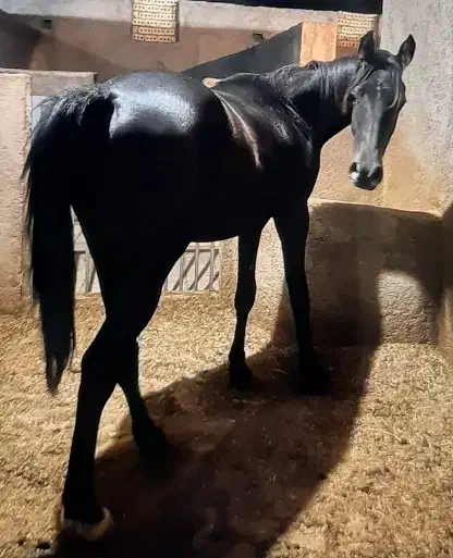 اسب مشکی یکسر|اسب و تجهیزات اسب‌سواری|یزد, |دیوار