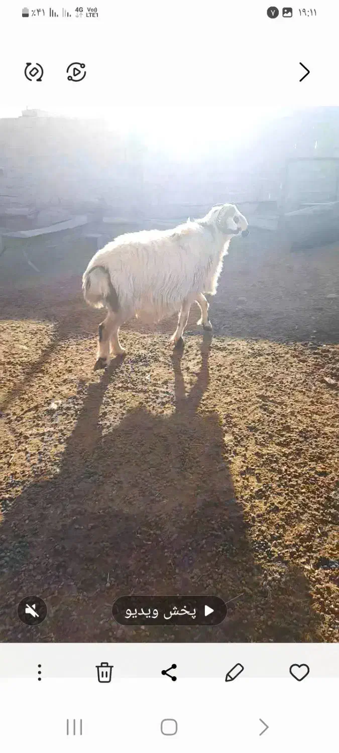 فروش یک راس قوچ داشتی|حیوانات مزرعه|بختگان, |دیوار