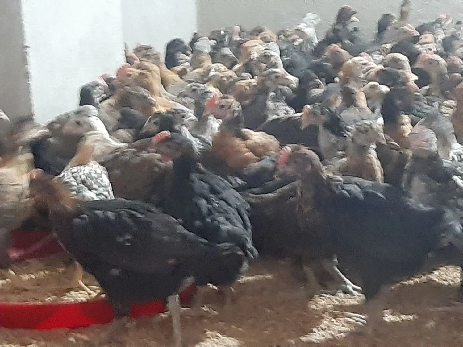 جوجه مرغ و خروس محلی|حیوانات مزرعه|جهرم, |دیوار