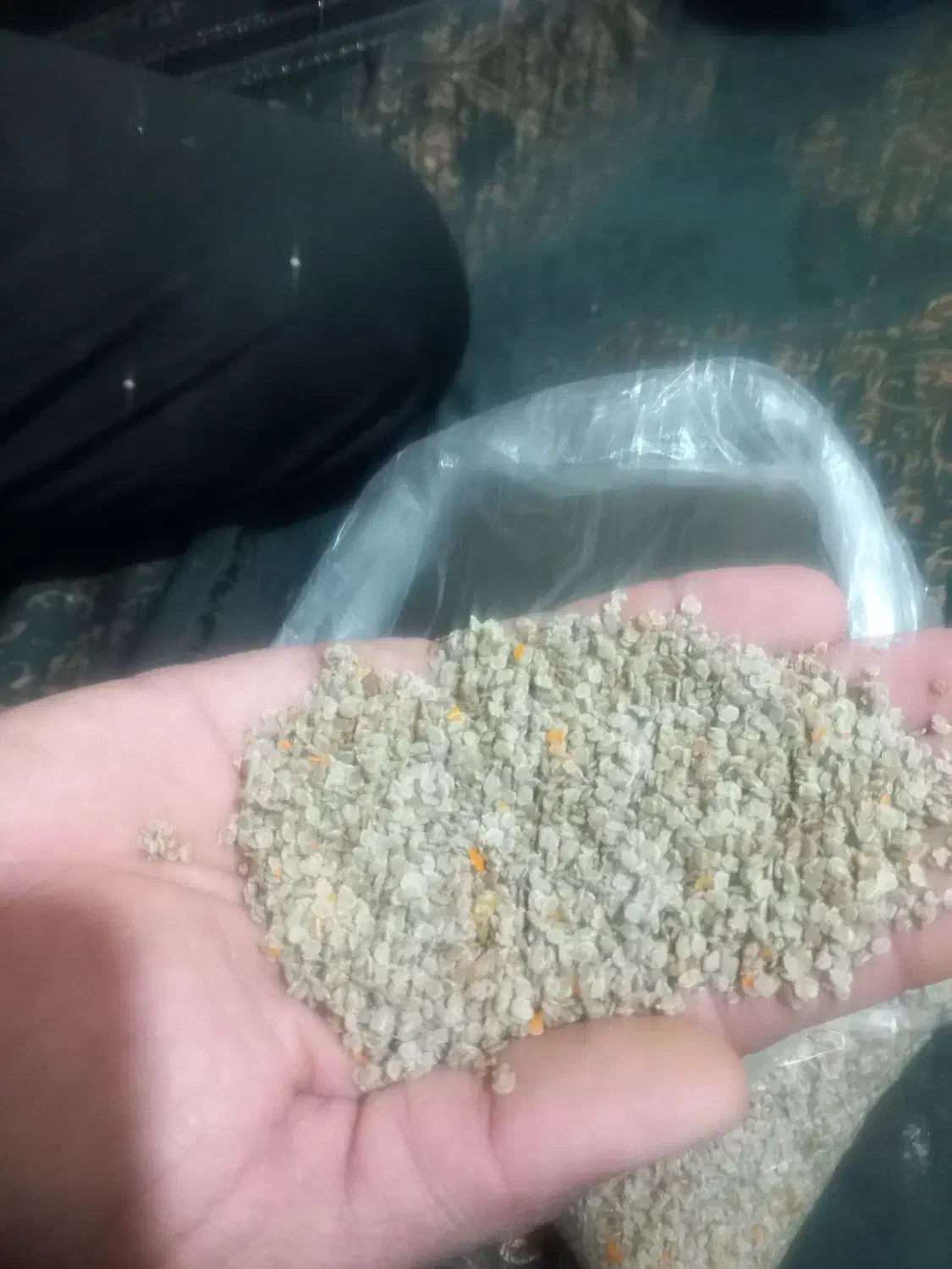 بذرگوجه دستی|خدمات باغبانی و درختکاری|گنبد کاووس, |دیوار