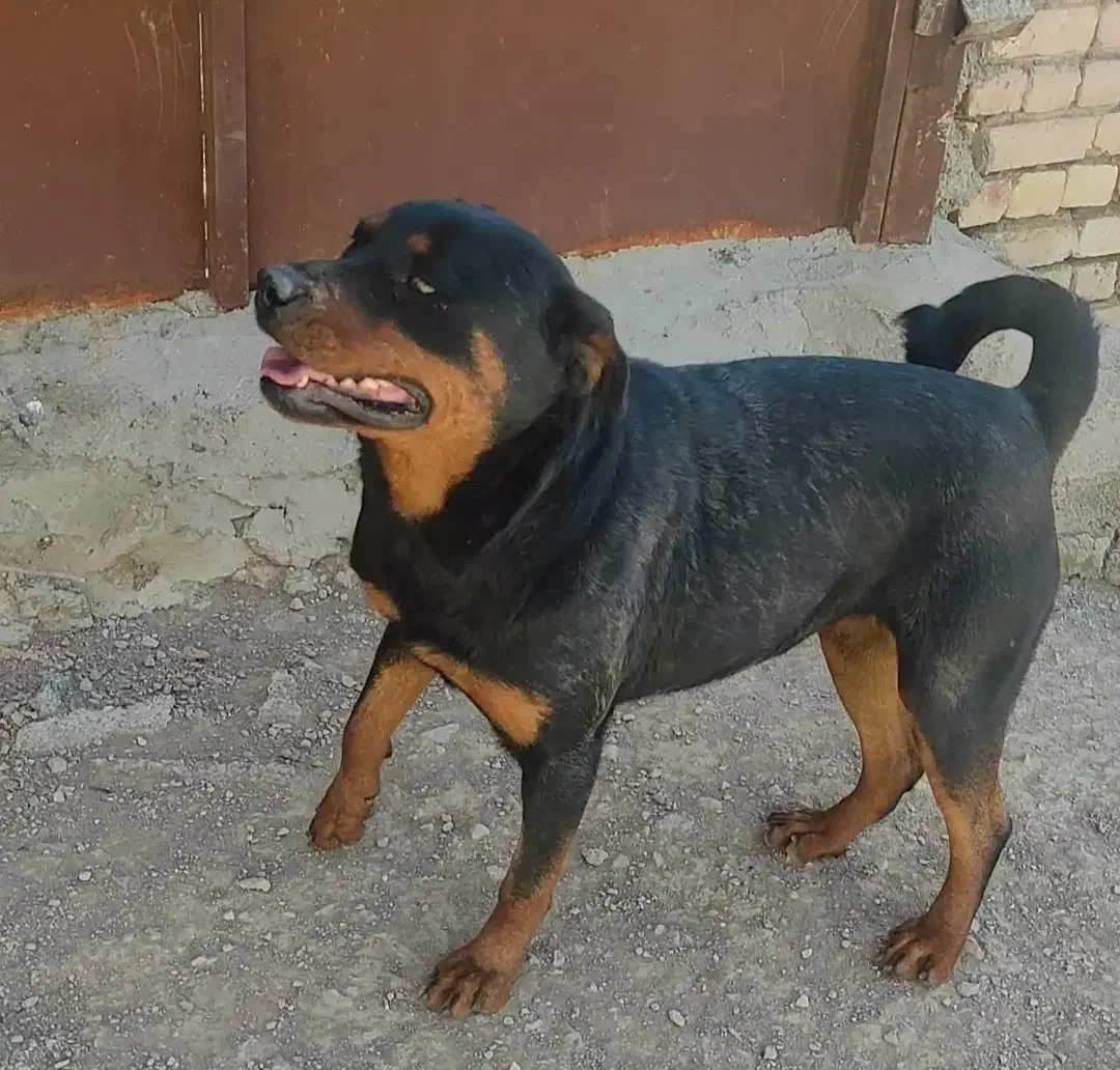 سگ رتوایلر|سگ|اصفهان, بهارستان|دیوار