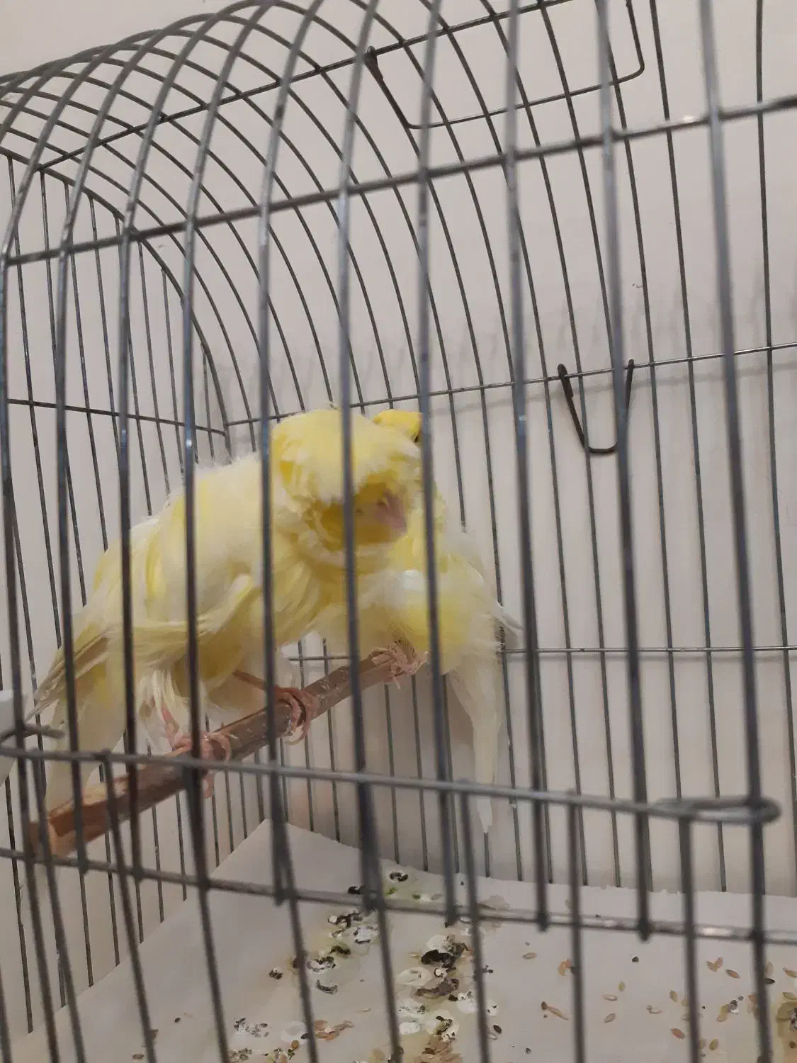 جفت قناری فر|پرنده|تهران, حشمتیه|دیوار