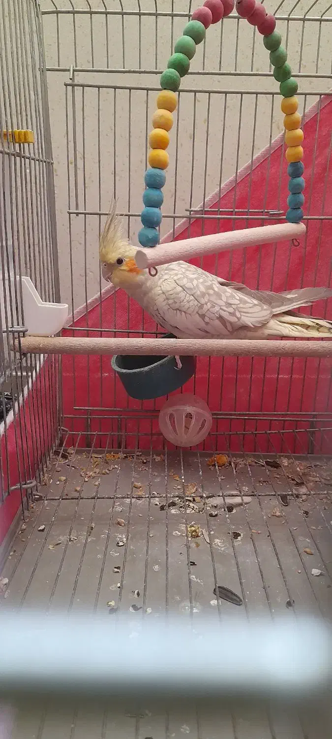 جوجه عروس هلندی|پرنده|خمینیشهر, |دیوار