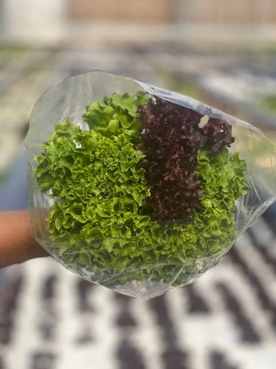 کاهو فرانسوی وسبزیجات|خوردنی و آشامیدنی|شیراز, درکی|دیوار