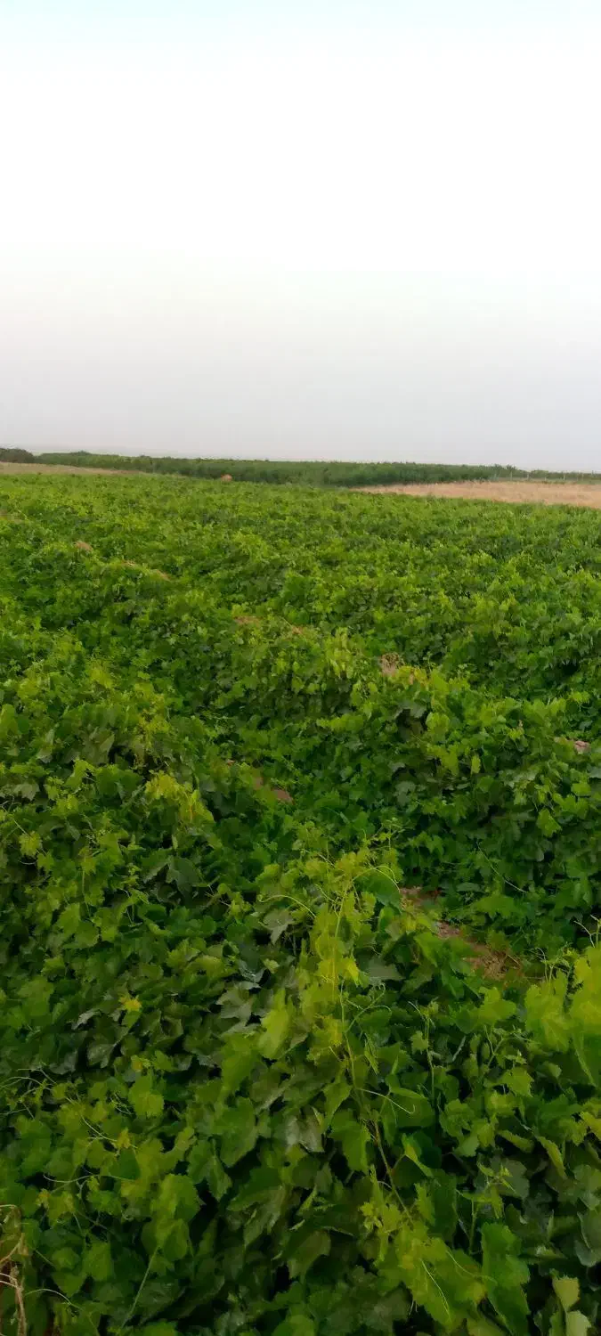 نهال انگور ضمانتی|خدمات باغبانی و درختکاری|میاندوآب, |دیوار