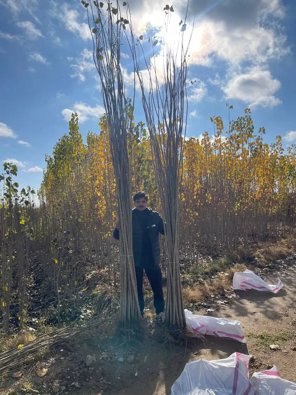 فروش نهال صنوبر|گل و گیاه طبیعی|گلپایگان, |دیوار