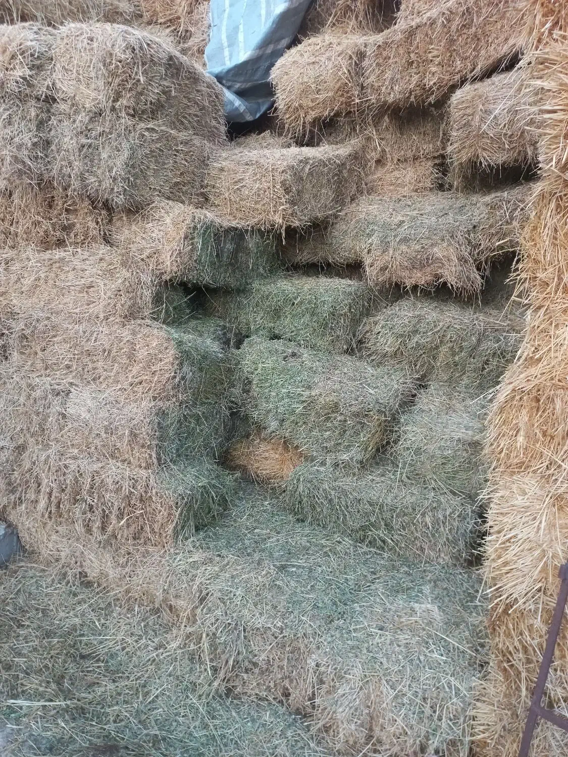 یونجه چین اول کلش گندم ۱۰۰خروار|لوازم جانبی حیوانات|مشگین شهر, |دیوار