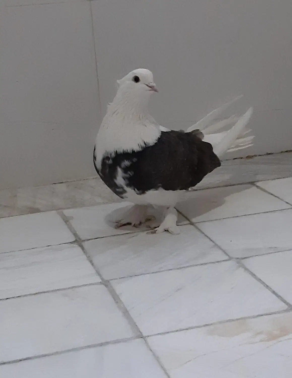 ماده ابلغ مهر|پرنده|قم, ولیعصر|دیوار