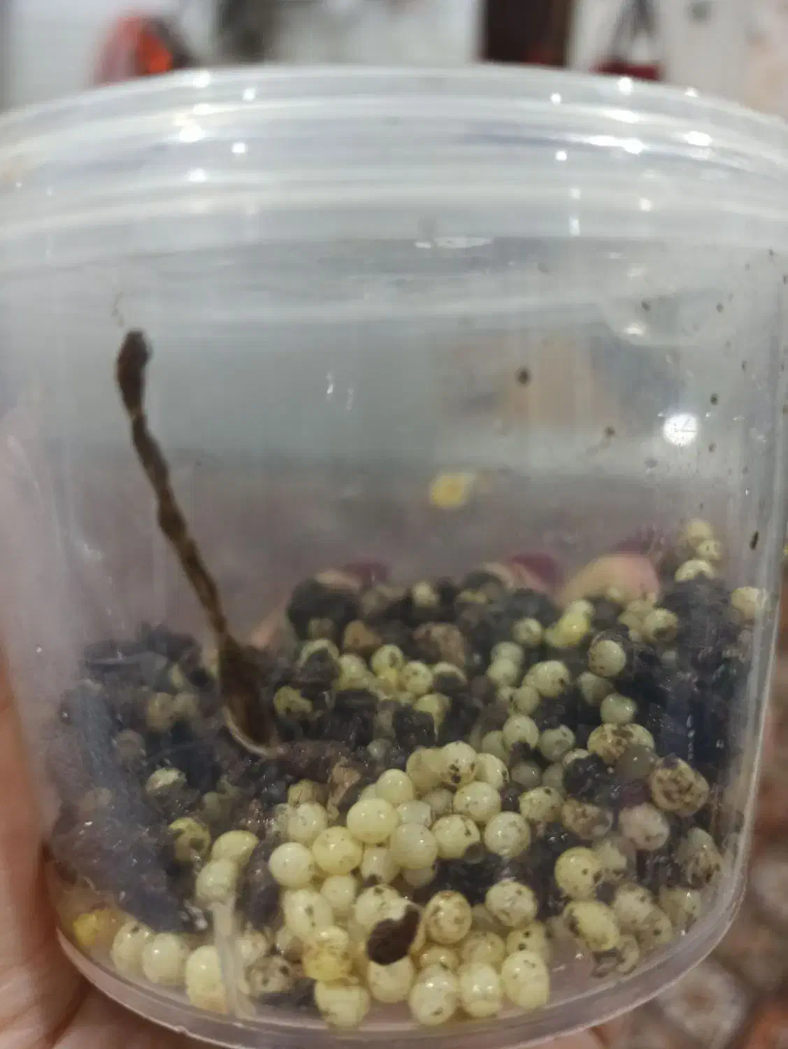 تخم حلزون|خزنده|برازجان, |دیوار