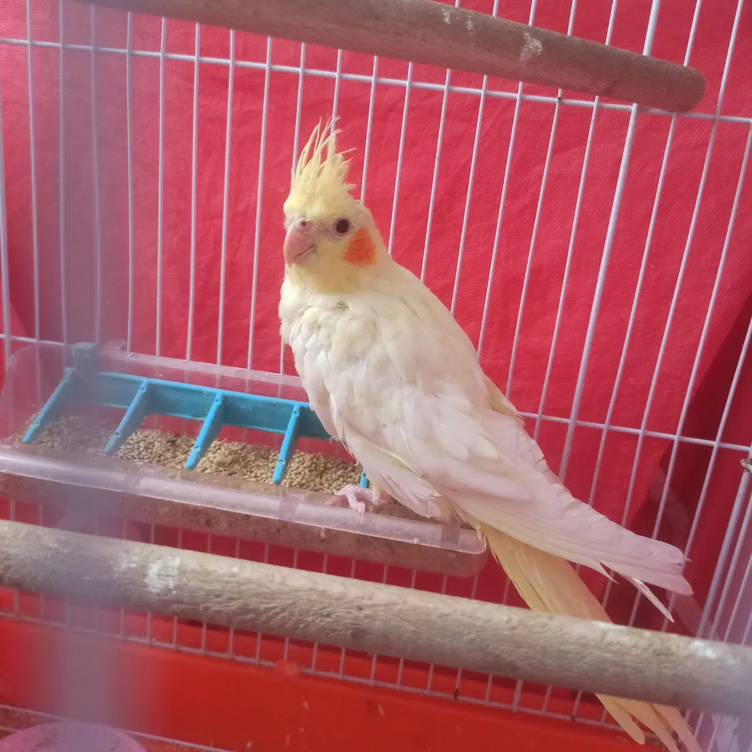 جوجه عروس هلندی|پرنده|سبزوار, غرب نیروگاه|دیوار