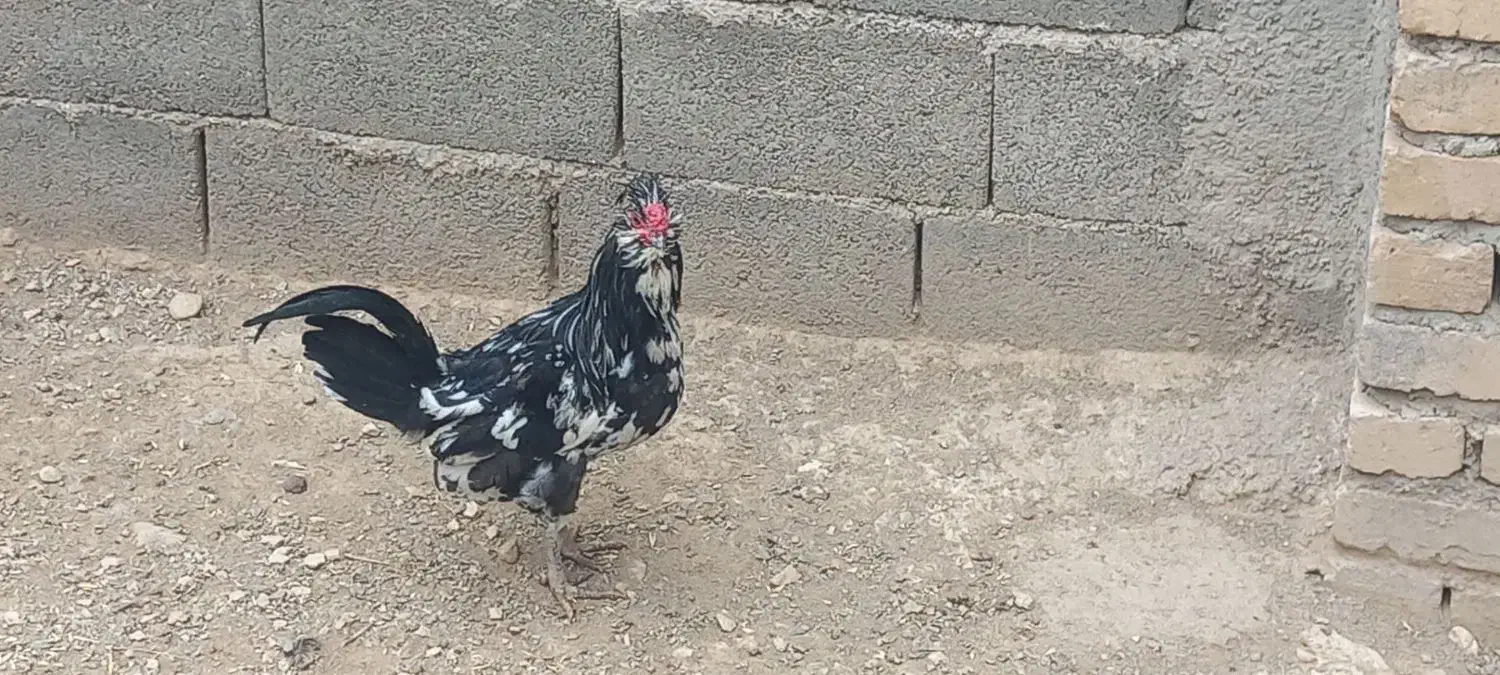 فروش مرغ وخروس|حیوانات مزرعه|زرین دشت (همدان), |دیوار