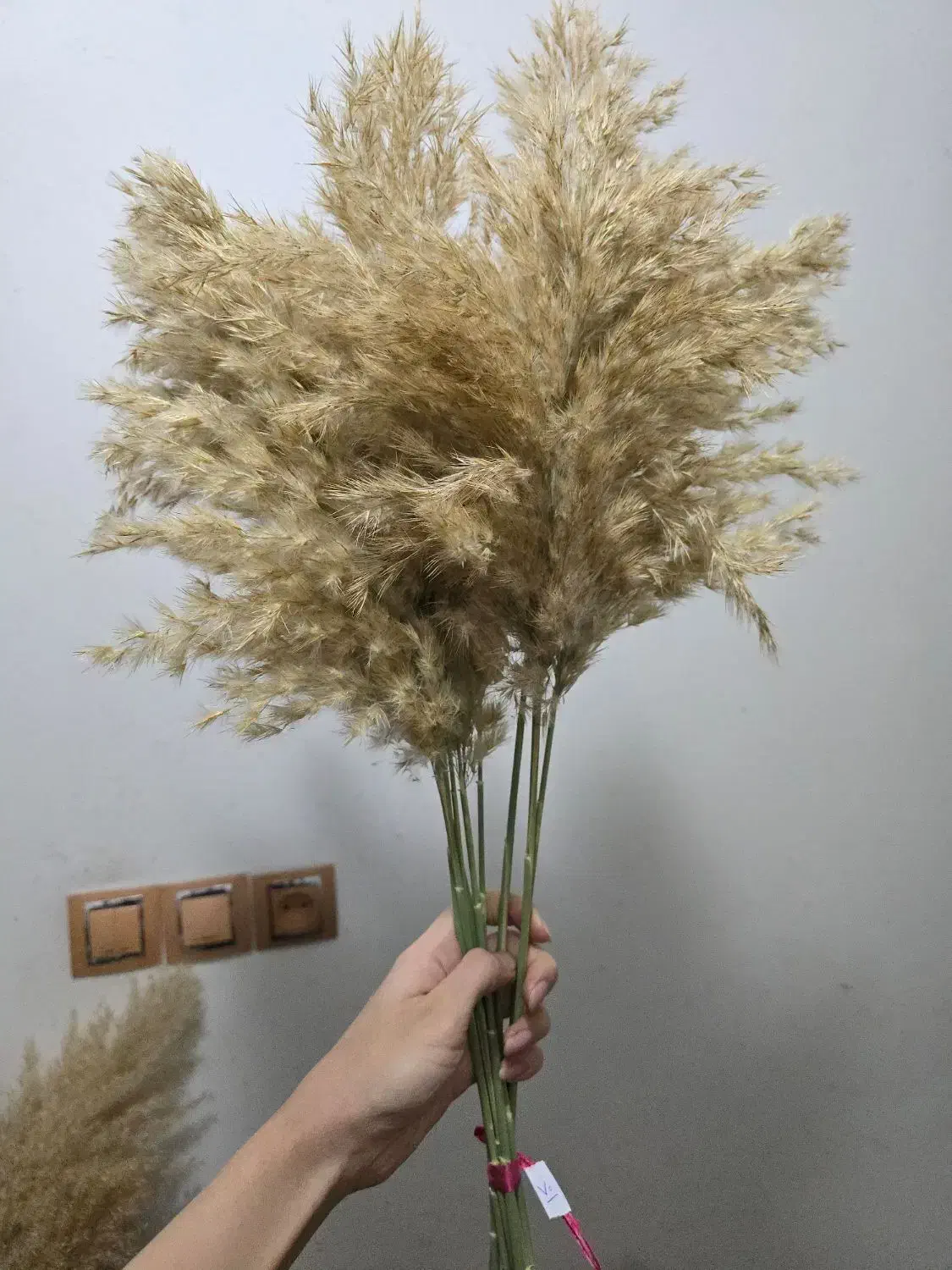 گیاه خشک طبیعی پامپاس با ارسال را یگان|گل مصنوعی|دورود, |دیوار