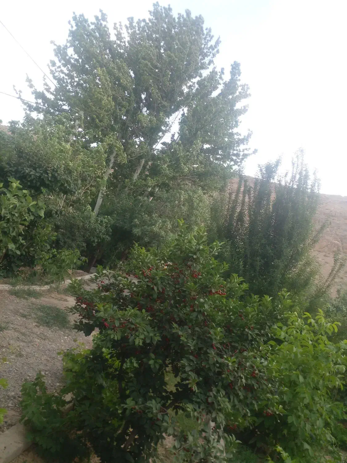 فروش باغ ویلا ۱۰۰۰ متری|فروش خانه و ویلا|تیران, |دیوار