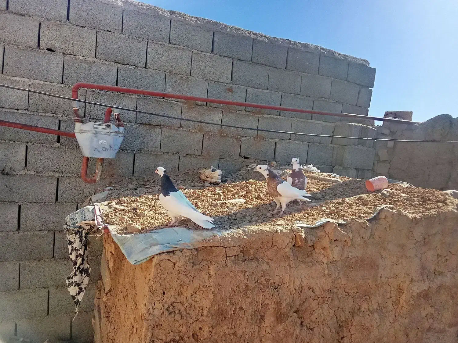کبوتر طوقی|پرنده|جوین, |دیوار