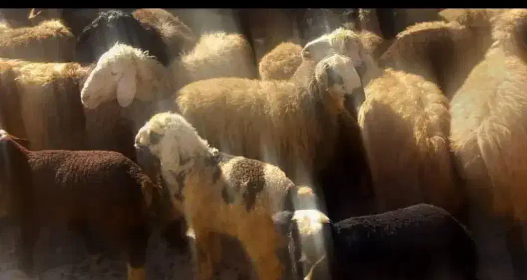 بره و میش|حیوانات مزرعه|یاسوج, |دیوار