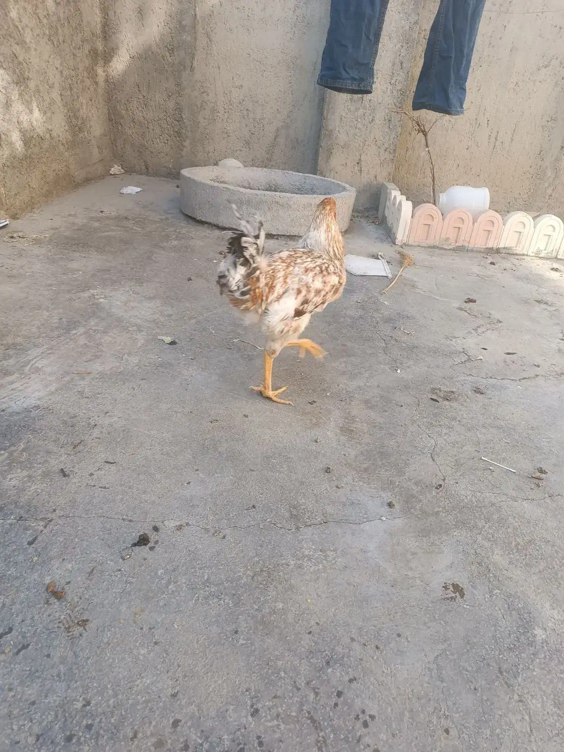 خروس دو رگه|حیوانات مزرعه|سنندج, |دیوار