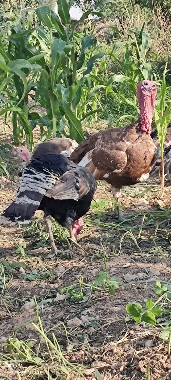 فروش بوقلمون محلی|حیوانات مزرعه|قلعه شاهین, |دیوار