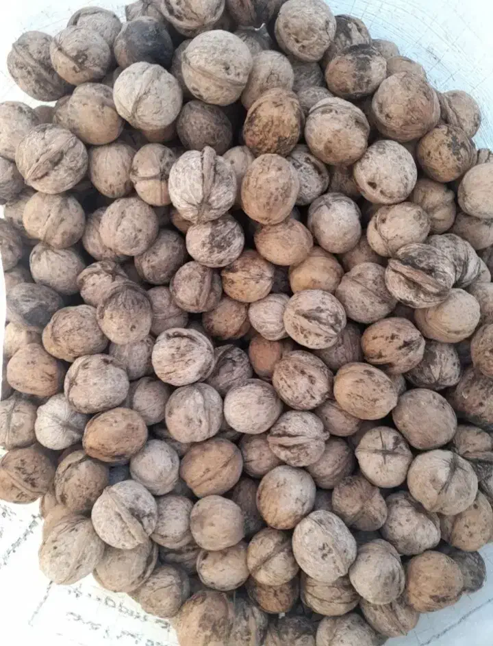 گرود تازه|عمده‌فروشی|اسدآباد, |دیوار