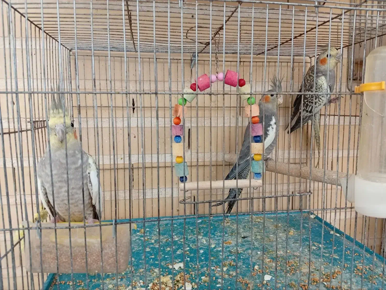 فروش عروس هلندی جوان و سالم|پرنده|باسمنج, |دیوار