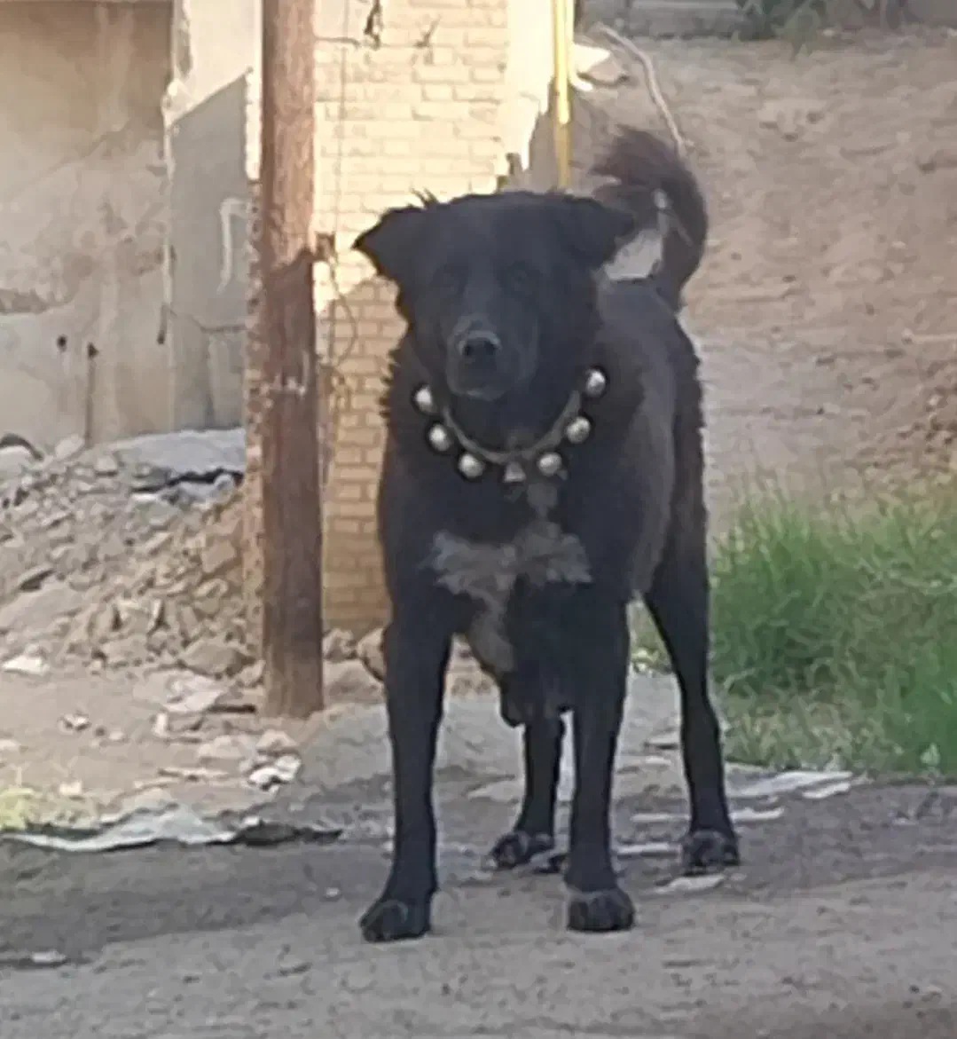 ماده قدرجونی|سگ|اهواز, کوی رمضان|دیوار