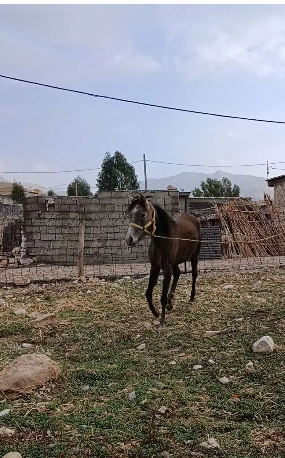 مادیان|اسب و تجهیزات اسبسواری|بولی, |دیوار