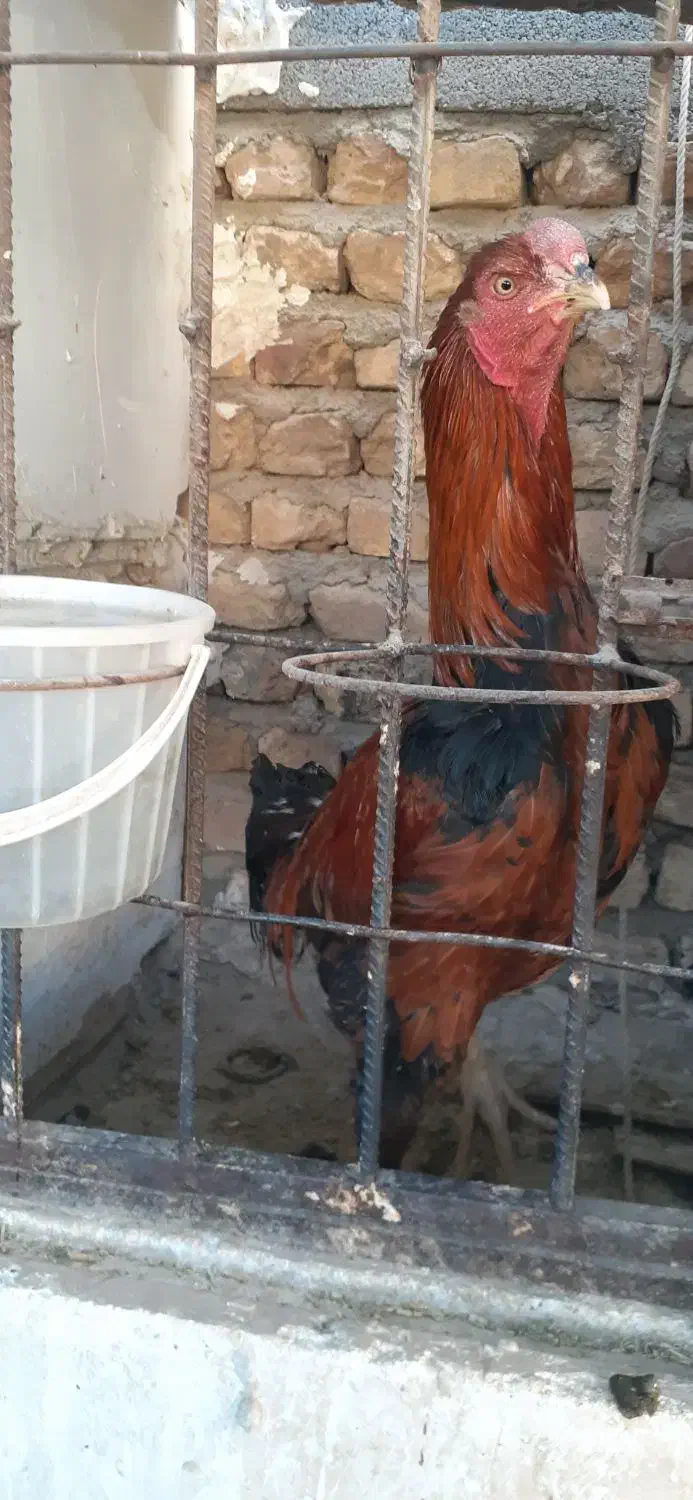 خروس لاری|حیوانات مزرعه|محلات, |دیوار