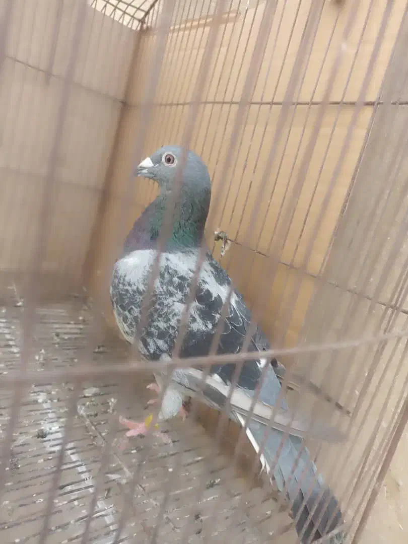 کبوتر|پرنده|بندر گناوه, |دیوار