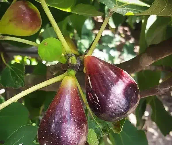 آغاز پیشفروش نهال انجیر گلابی درشت|خدمات باغبانی و درختکاری|بهاباد, |دیوار