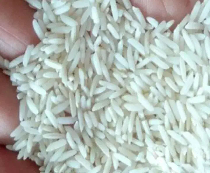 برنج طارم هاشمی یکدست بدون استفاده سم وباعطروبوخوب|خوردنی و آشامیدنی|شیرگاه, |دیوار