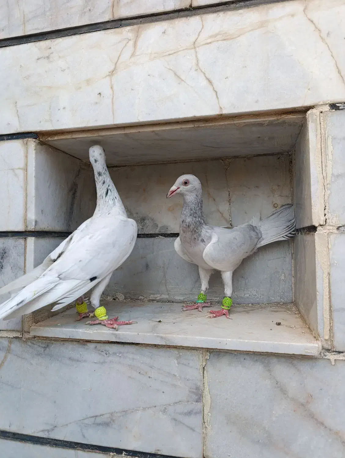 هفت‌رنگ|پرنده|الوند, |دیوار