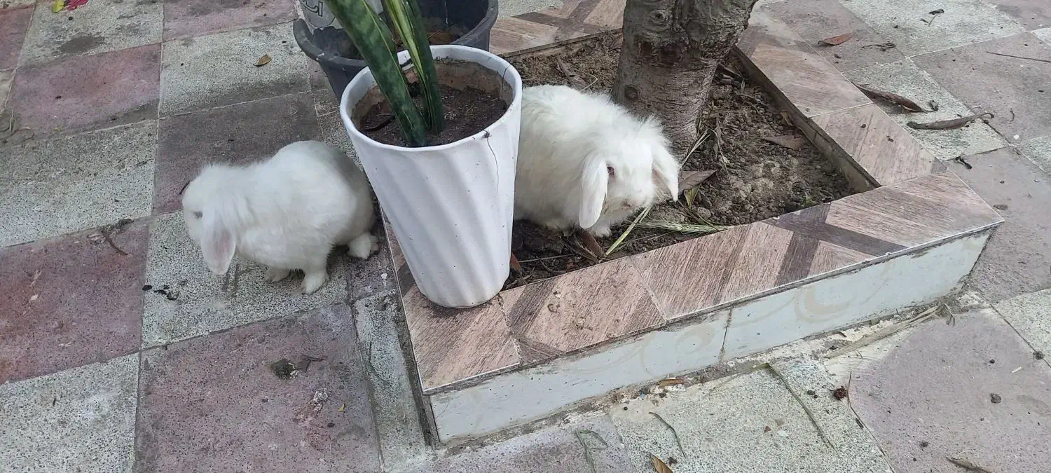 خرگوش لوپ بالغ و ماده|موش و خرگوش|گرگان, |دیوار