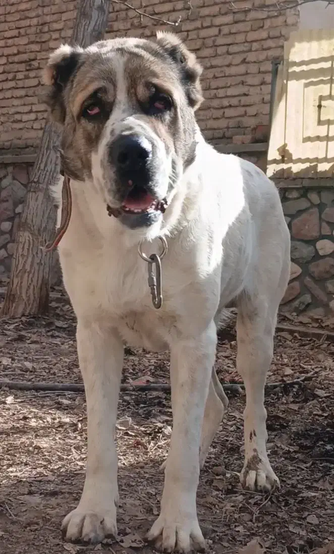 سگ توله11 ماهه نر الابای روسی نگهبان سراب ژرمن|سگ|تهران, تهرانپارس شرقی|دیوار