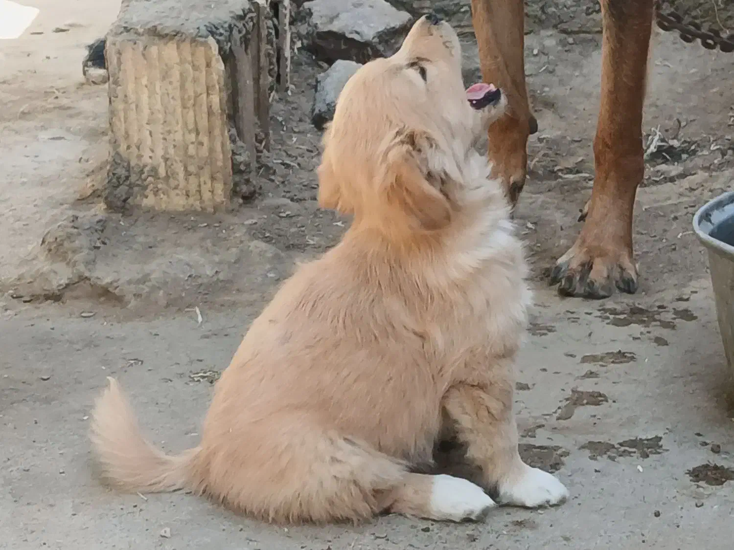 سه عدد سگ پا کوتاه|سگ|زاهدان, |دیوار