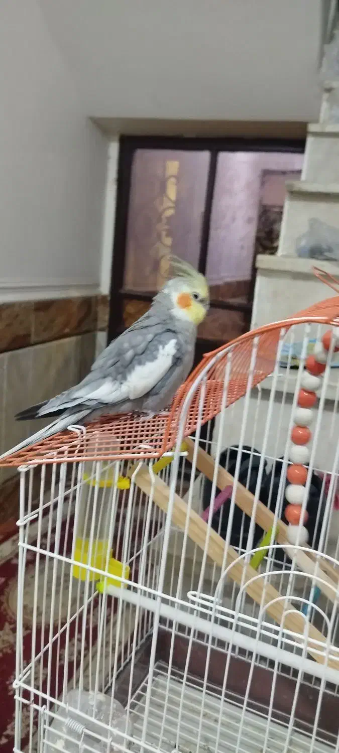 عروس رام دستی حرف زن|پرنده|چابهار, |دیوار