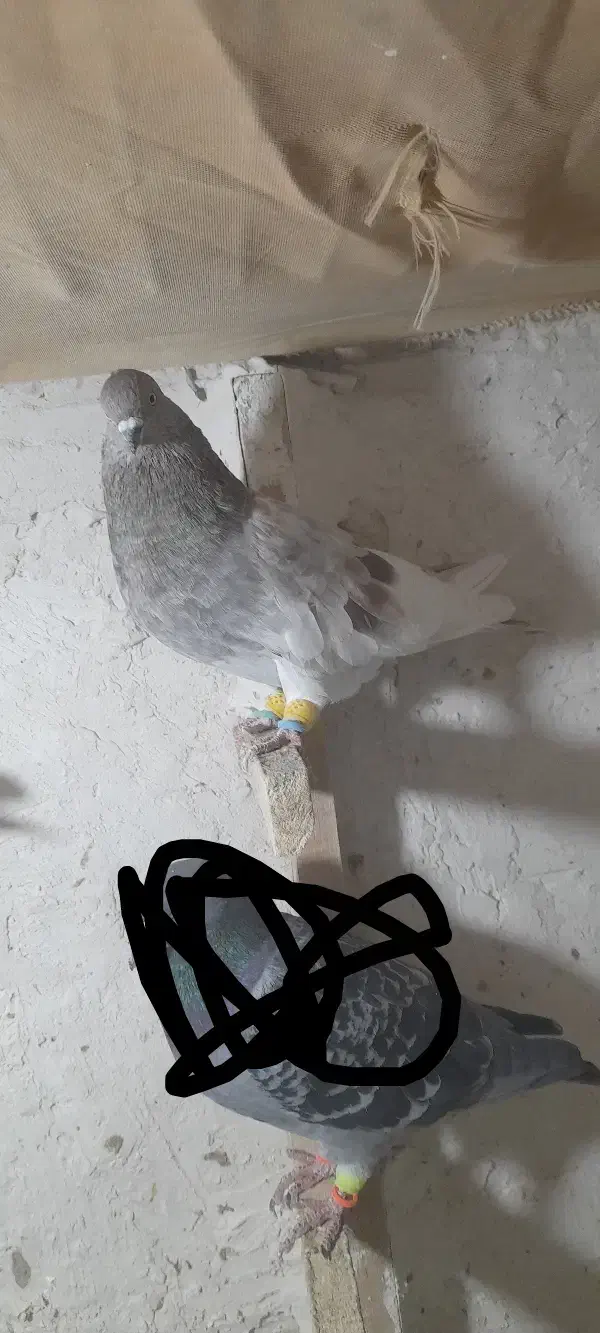 پرنده|پرنده|شیروان (خراسان), |دیوار