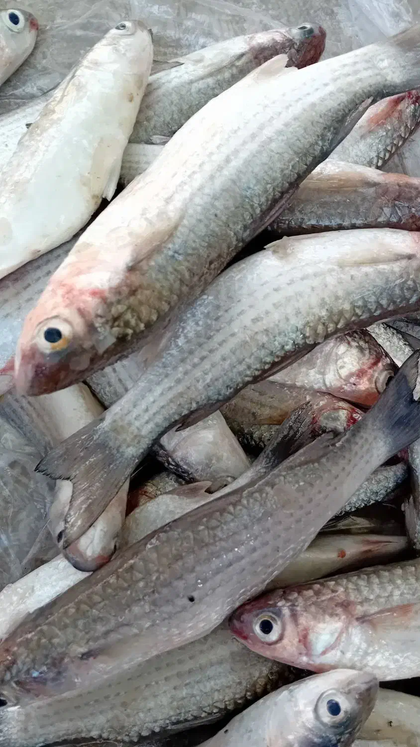 مای گاریز کورزین مخصوص|ماهی|قشم, |دیوار