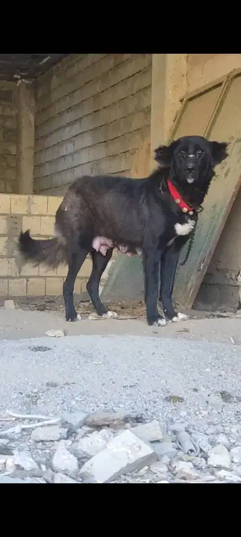 توله سگ قدرجونی|سگ|رفسنجان, |دیوار