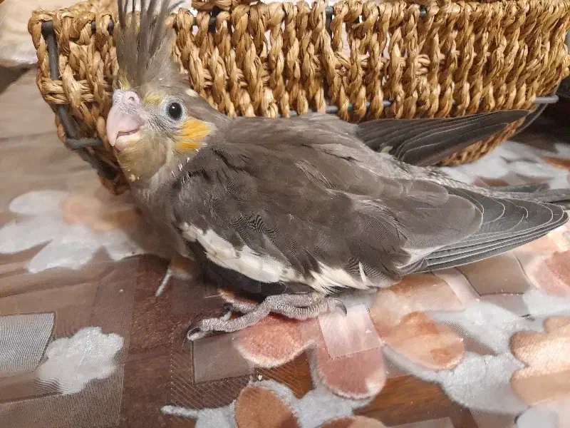 طوطی هلندی سرلاکی|پرنده|تهران, جهاد|دیوار