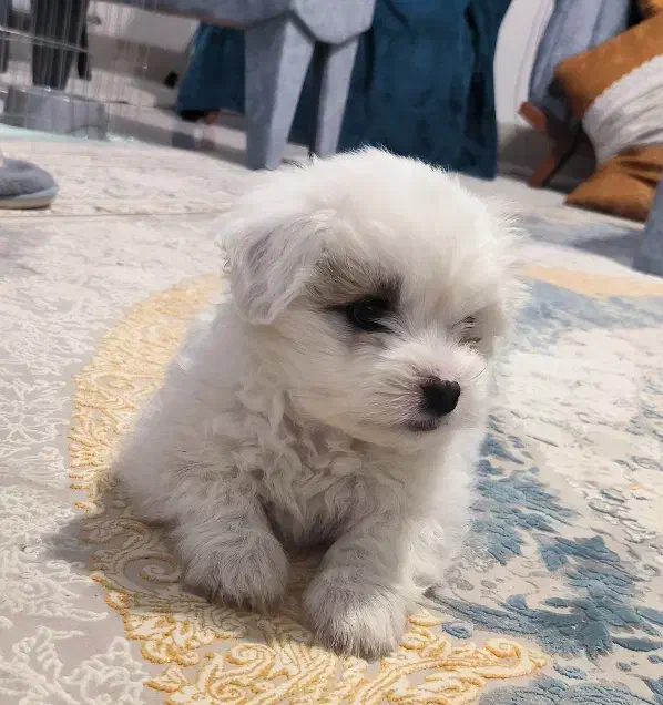 فروش سگ میکس شیتزو پامرانین|سگ|کرمان, |دیوار