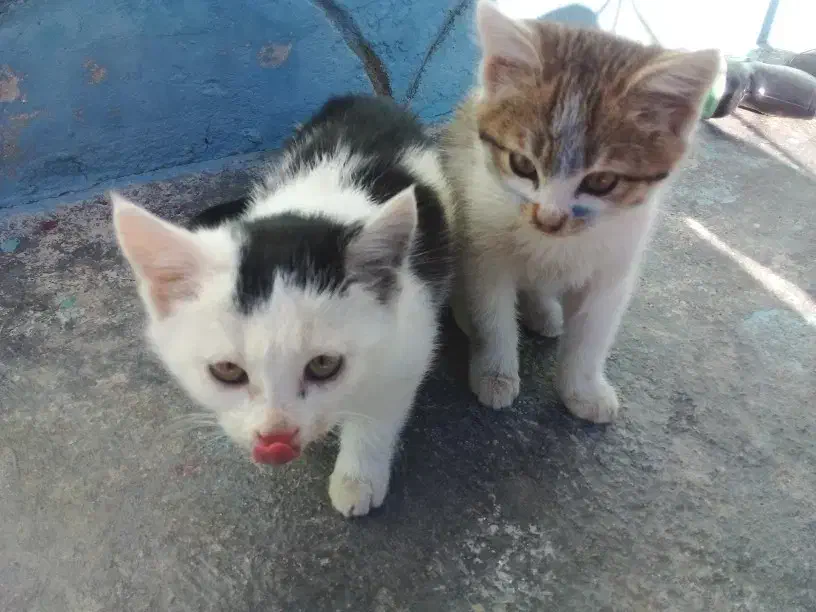 گربه|گربه|ایجرود, |دیوار