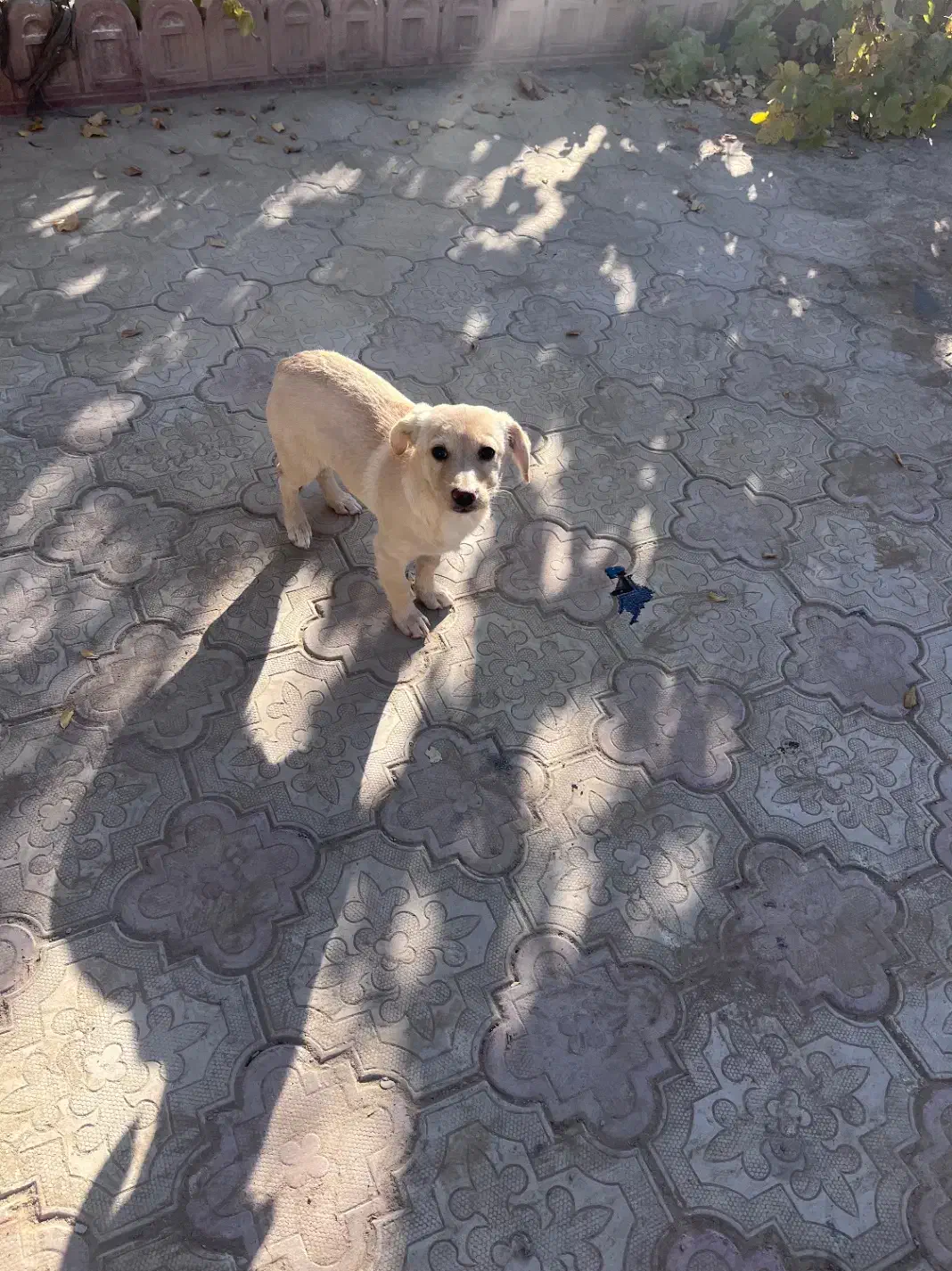 واگذاری سگ خانگی|سگ|نجف‌آباد, امام خمینی|دیوار