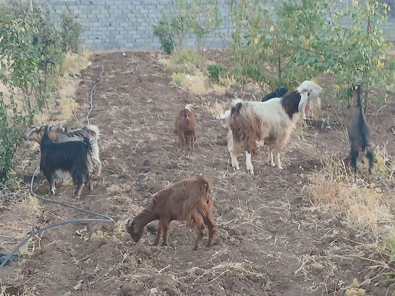 دامداری گوسفند وبز|حیوانات مزرعه|بیستون, |دیوار